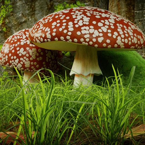 Fly Agaric / Fliegenpilz preview image